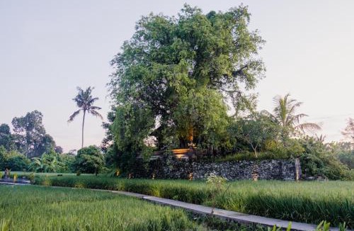 Petulu Bed & Breakfast | Uma Raos Cottage