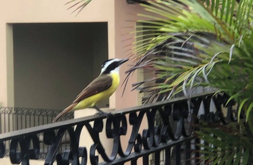 Flamingos Condo | Unique Beachfront Penthouse, 2 Bedroom, Sleeps 8, Garden Patio,and TV, Internet