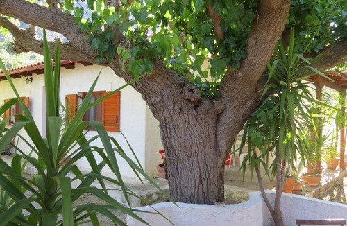 Aigialeia House | Vacation home olive garden in Greece