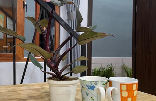 Go Vap Apartment | VANIA HOUSE - cozy studio near the airport