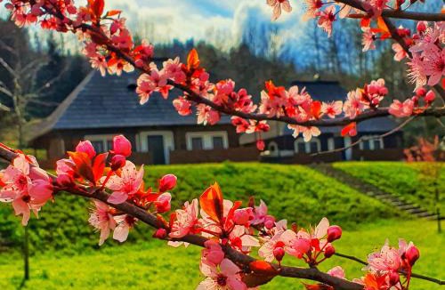 Cacica Bed & Breakfast | Vatra Boiereasca