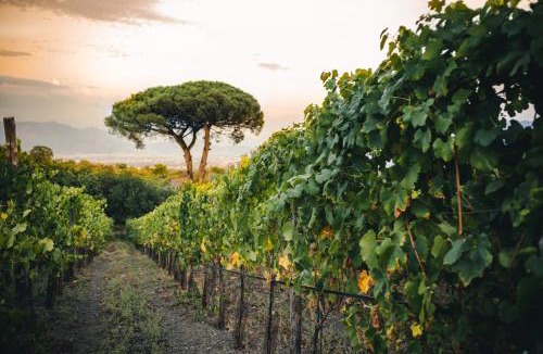 Trecase House | Vigna delle Rose
