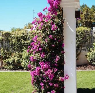 Santa Eulalia del Rio Villa | Villa 4 Palms only 5 minutes from Ibiza