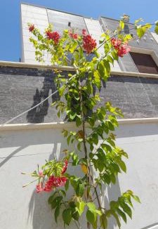 Ajman House | Villa 6