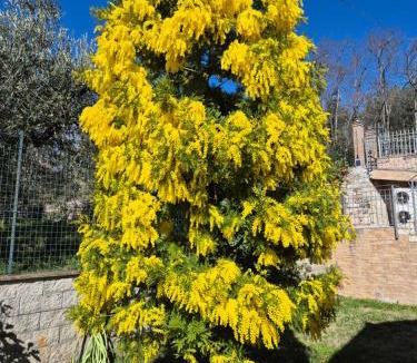 Assisi Bed & Breakfast | Villa Bigio