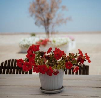 Impalata Apartment | Villa Castrignano