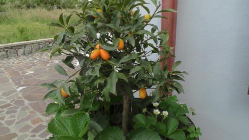 Agerola Bed & Breakfast | Villa Elisa