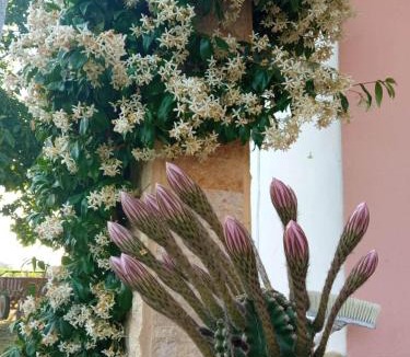Neo Erasmio House | Villa Erasmia