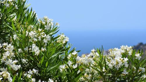 Frigiliana House | Villa La Lomilla
