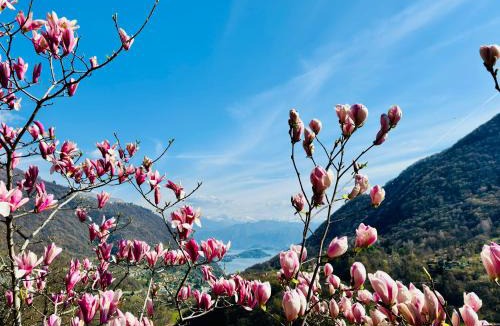 Dizzasco Apartment | Villa Oleandra with Garden&Swimming pool