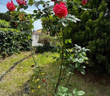 Viagrande House | VILLA VISCALORI A garden with pool and see view near Etna