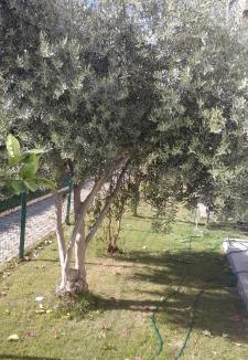 Kadriye Villa | villaLemoon