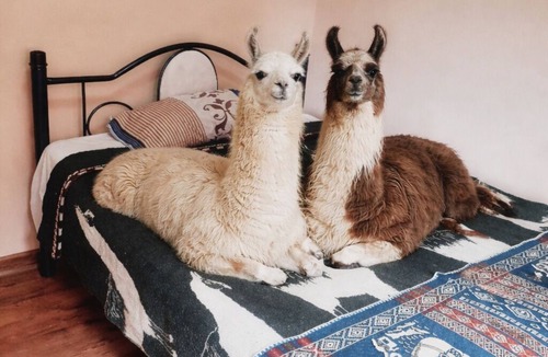 Centro Historico Bed & Breakfast | WanderLoft