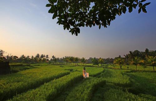 Ubud Resort | Wapa di Ume Ubud
