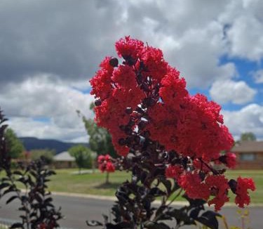 Lithgow House | Wattleview