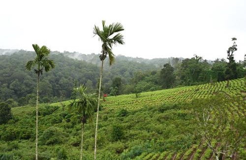 Sulthan Bathery Resort | Wayanad Farm Heritage
