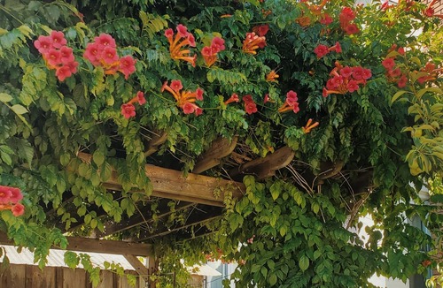 Prince Edward House | Wild Rose