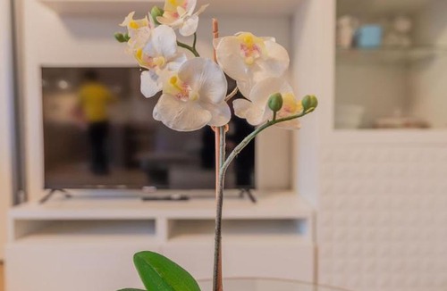 Pisa Apartment | Windrose D&S
