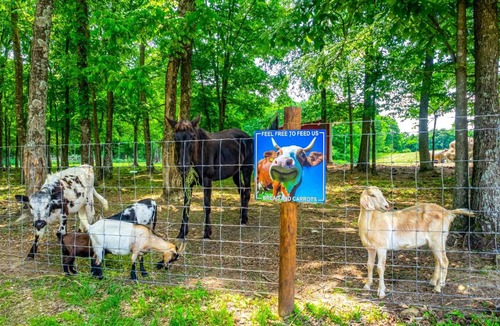 Lindseyville House | Working Farm w/Fishing Pond! Brownsville Gem