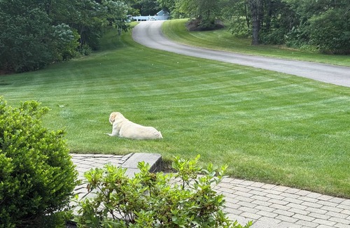 Foxboro Bed & Breakfast | World Cup 1-bedroom available in Luxurious Foxborough Home