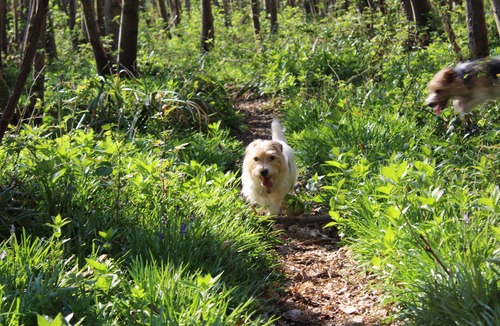 Graffham House | Yaffle Cottage. Home comfort in an idyllic woodland location