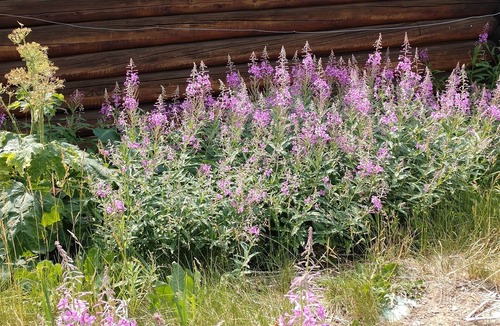 Cooke City-Silver Gate House | Yellowstone Park - 1/2 Mile-Silver Gate