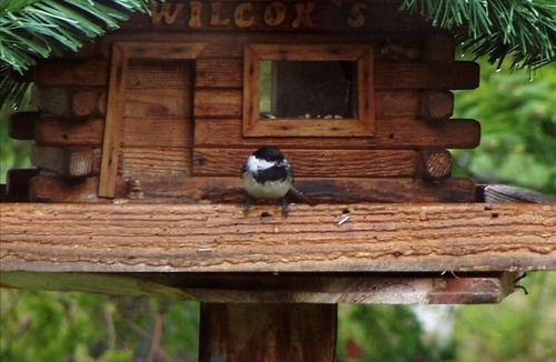 Upper Peninsula Michigan House | Yes - Spring is Springing!