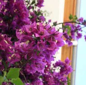 Adrasan Hotel | Yonca Hotel