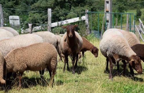 Pouilly-sous-Charlieu Other | Yourte mongole insolite en pleine nature