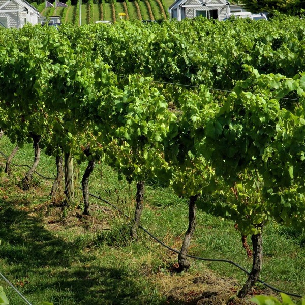 305inthevines