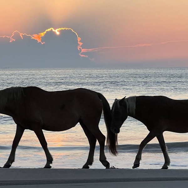 4x4 Corolla, Waterfront, Dock, Wild Horses, Kayak