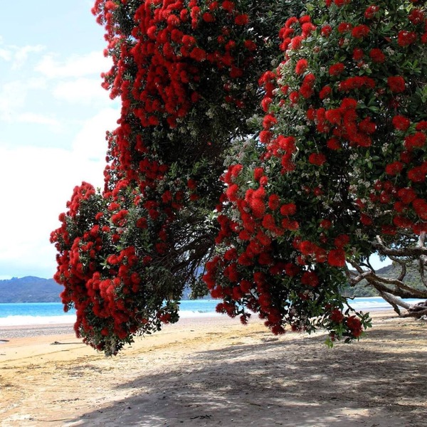 Beachfront Apartment - COOPERS BEACH