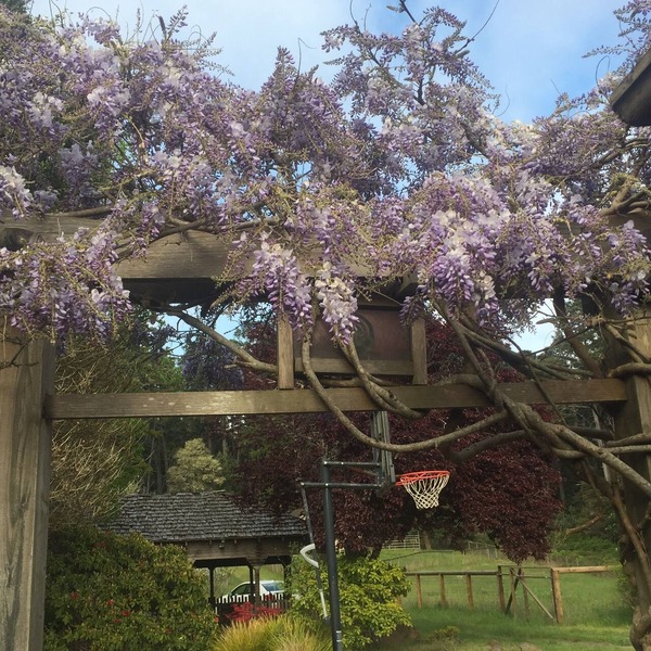 Beautiful Villa Bordering Russian Gulch SP, 2 Mi from Village of Mendocino