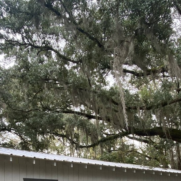 Bluffton Lodging surrounded by Lowcountry Landscape