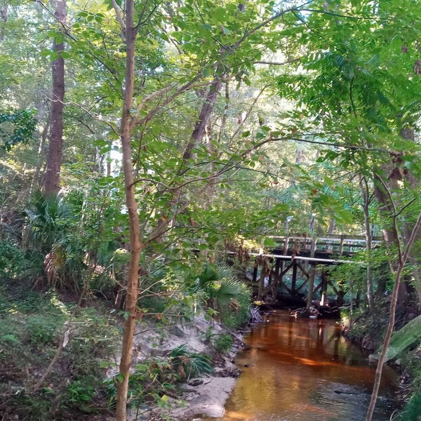 Bobby Cat's condo, shared with owner, in forest setting w/creek, 1.5 mi. to UF!