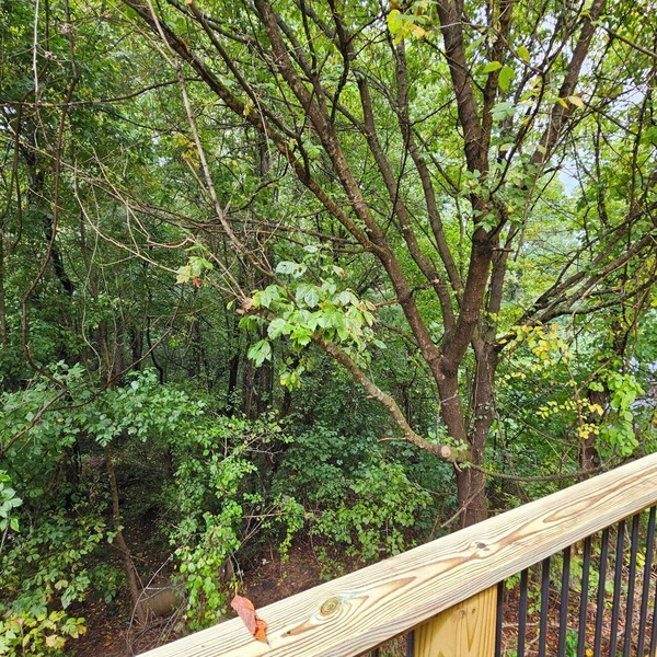 Charming 2-BR Cottage 12 minutes from Biltmore House/Asheville or Black Mtn.n