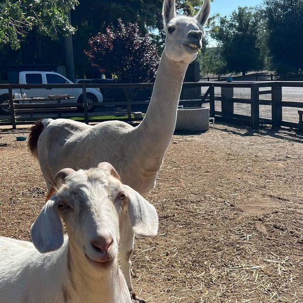Close to downtown, with a llama and alpaca on the property