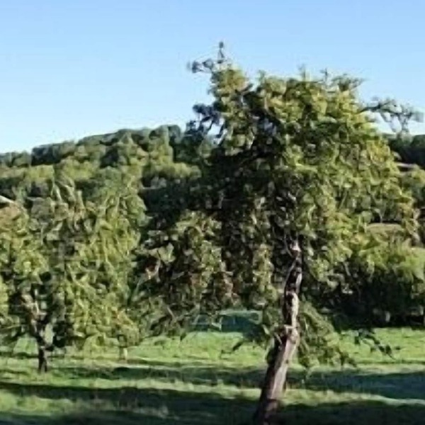 Cosy and Comfortable Cottage with the Best Views of the Wye Valley