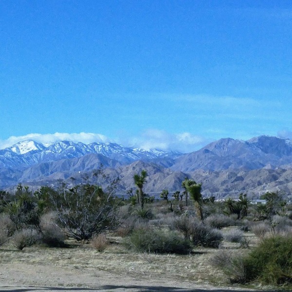 COZY JOSHUA TREE SAGE EXPERIENCE
