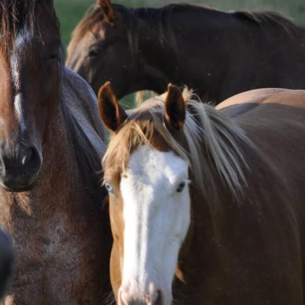Creekside Cabin B Staycation on Horse Farm