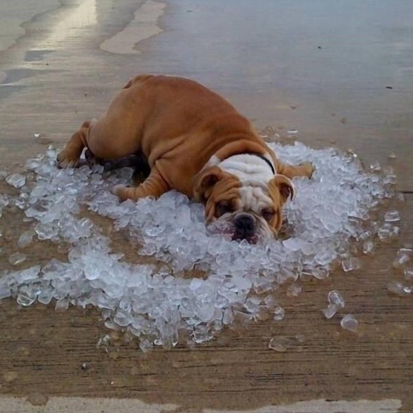 Does your dog need a vacation? We are people and pet friendly!
