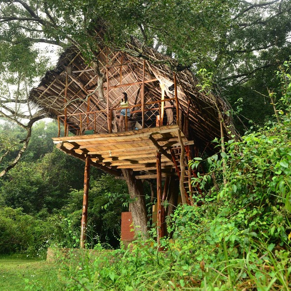 Family Tree House in the Jungle Close to Sigiriya