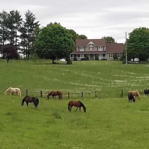Galloping Getaway on the rolling hills of GemStone Stable