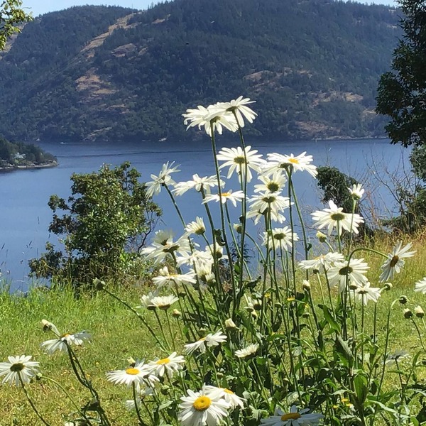 Gorgeous and private hillside view overlooking Maple Bay