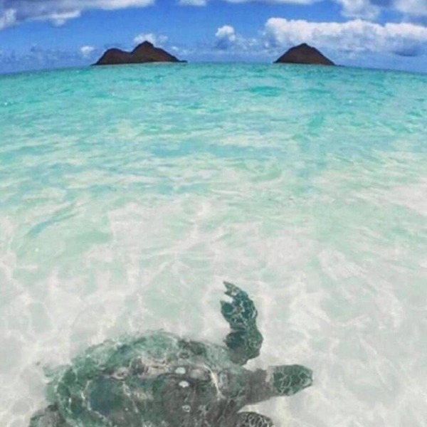 La Bella’s Bed & Breakfast-Honu (Turtle) Suite-Walk to beach-In Kailua (O’ahu)