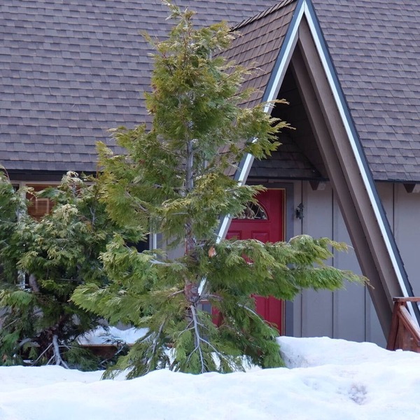 Lake Tahoe gem, 8 minutes to Heavenly, 3 blocks to the Lake and Regan Park