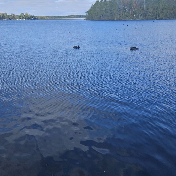 Lakefront trailer for rent, in Kawthra Lakes, on 1 acre of land