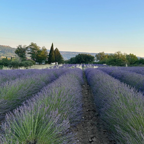 Lavender fields gîte with panoramic Gordes views on private estate near Goult