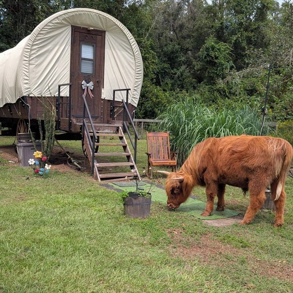 Luxury Covered Wagon, Rooterville Animal Sanctuary