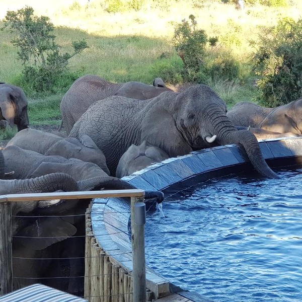 Nambiti Plains Lodge